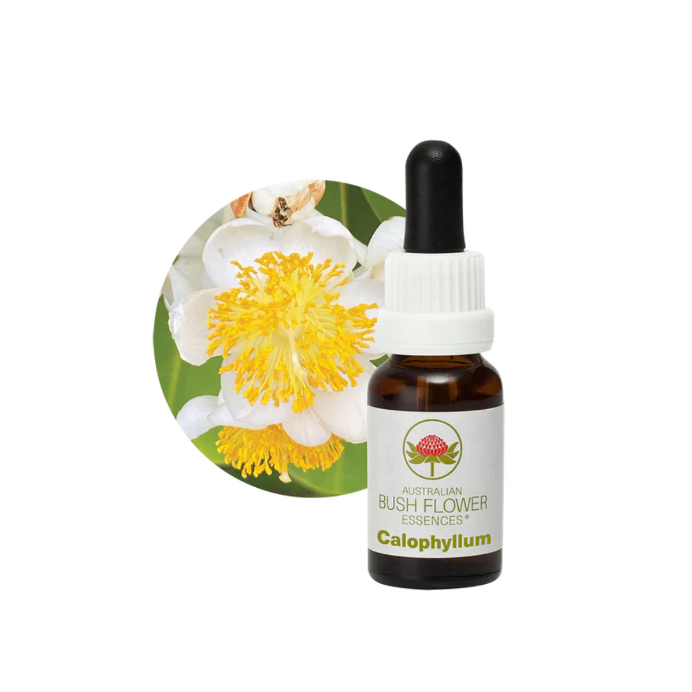 Comprar E. F. CAULOPHYLLUM 15 ML  AUSTRALIA BUSH online - Coliseum