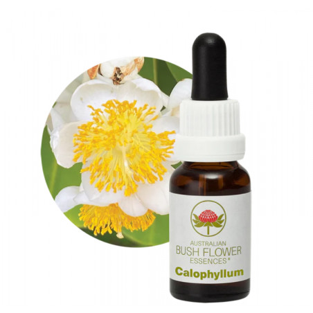 Comprar E. F. CAULOPHYLLUM 15 ML  AUSTRALIA BUSH online - Coliseum
