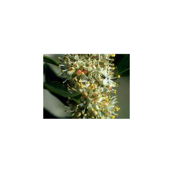 E.F. HOLLY 10 ML.