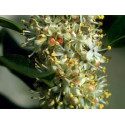 E.F. HOLLY 10 ML.