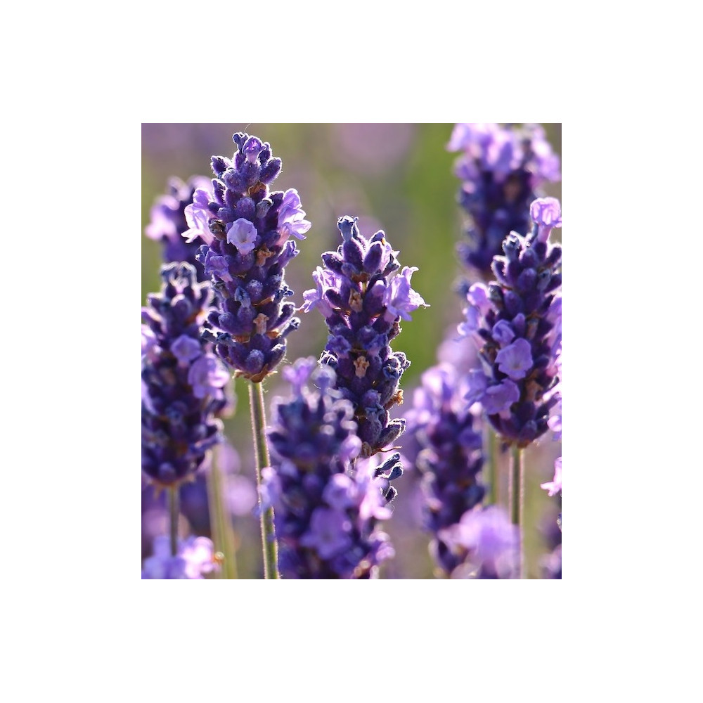 Comprar online LAVANDIN 5 ML ESSENCIESCAT - Farmacia Coliseum
