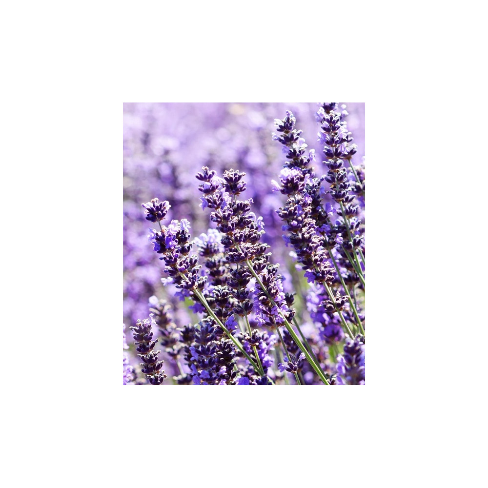 Comprar LAVANDA HIDROLATO LAVAND ANGUSTIFOLIA 250 ML ESSENCIESCAT