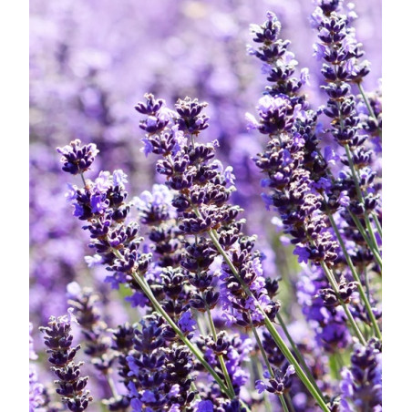 Comprar LAVANDA HIDROLATO LAVAND ANGUSTIFOLIA 250 ML ESSENCIESCAT
