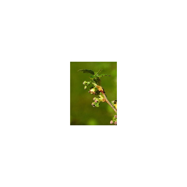 RIBES NIGRUM GEMAS MSA (GROSELLERO NEGRO) 50 CC HERBOPLANET