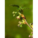 RIBES NIGRUM GEMAS MSA (GROSELLERO NEGRO) 50 CC HERBOPLANET