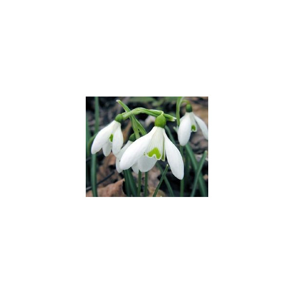 FINDHORN SNOWDROP (CAMPANILLA DE INVIERNO) 15 ML