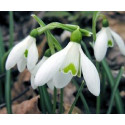FINDHORN SNOWDROP (CAMPANILLA DE INVIERNO) 15 ML