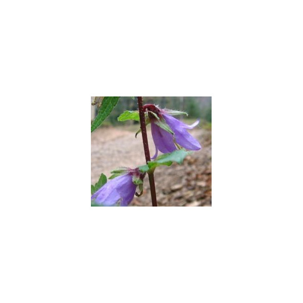 FINDHORN HAREBELL (CAMPANILLA) 15 ML