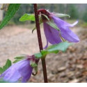 FINDHORN HAREBELL (CAMPANILLA) 15 ML