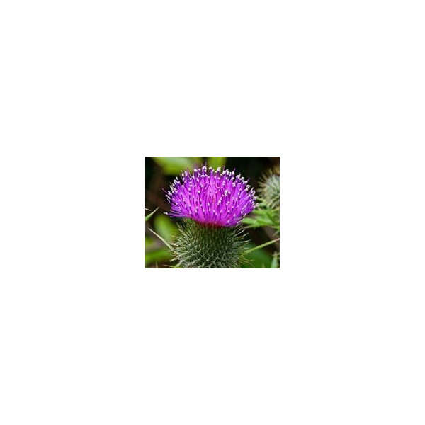 FINDHORN THISTLE (CARDO COMUN) 15 ML