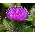 FINDHORN THISTLE (CARDO COMUN) 15 ML