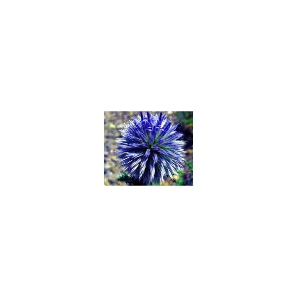 FINDHORN GLOBE THISTLE (CARDO ESFERICO) 15 ML