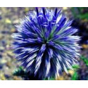 FINDHORN GLOBE THISTLE (CARDO ESFERICO) 15 ML