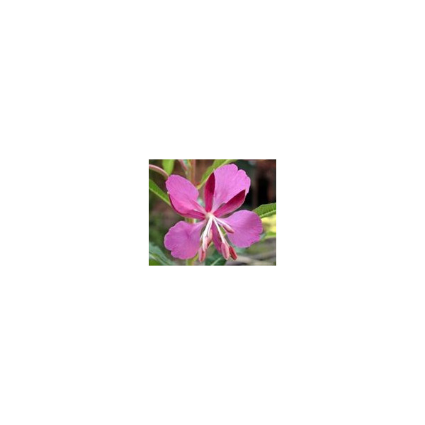 FINDHORN WILLOWHERB (ADELFILLA) 15 ML