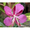 FINDHORN WILLOWHERB (ADELFILLA) 15 ML