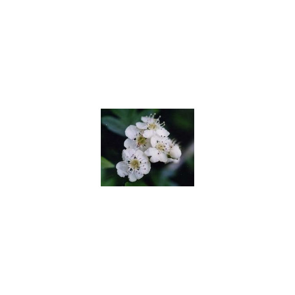 FINDHORN HOLY-THORN (ESPINO BLANCO) 15 ML