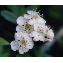 FINDHORN HOLY-THORN (ESPINO BLANCO) 15 ML