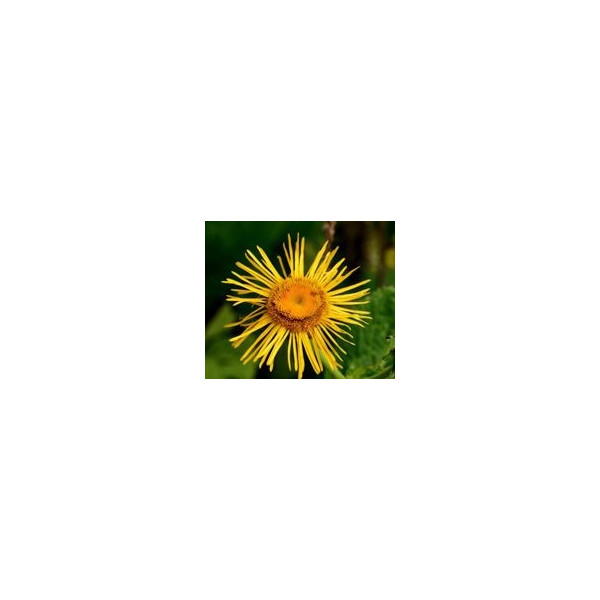 FINDHORN ELECAMPANE (HELENIO) 15 ML
