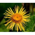 FINDHORN ELECAMPANE (HELENIO) 15 ML