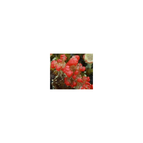 FINDHORN ELF CUP LICHEN 15 ML