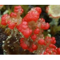 FINDHORN ELF CUP LICHEN 15 ML