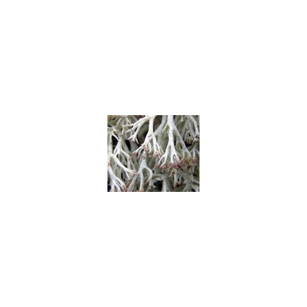 FINDHORN REINDEER LINCHEN (LIQUEN) 15 ML