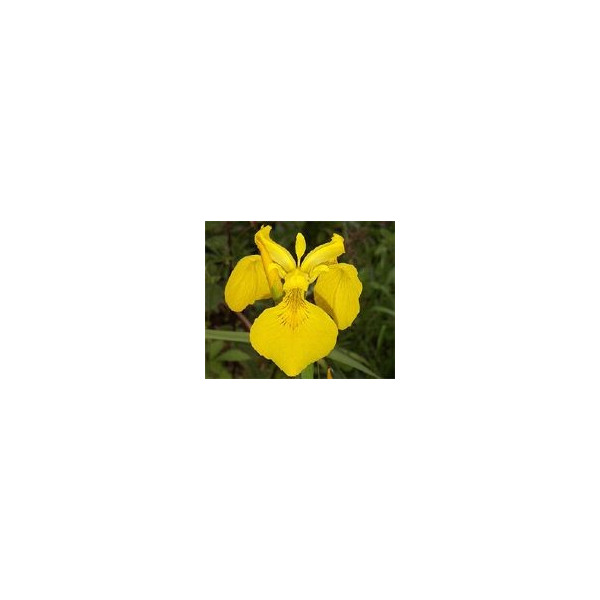 FINDHORN GOLDEN IRIS (LIRIO) 15 ML