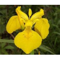 FINDHORN GOLDEN IRIS (LIRIO) 15 ML