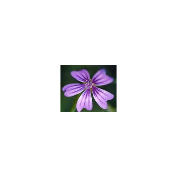 FINDHORN MALLOW (MALVA) 15 ML
