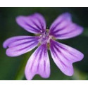 FINDHORN MALLOW (MALVA) 15 ML