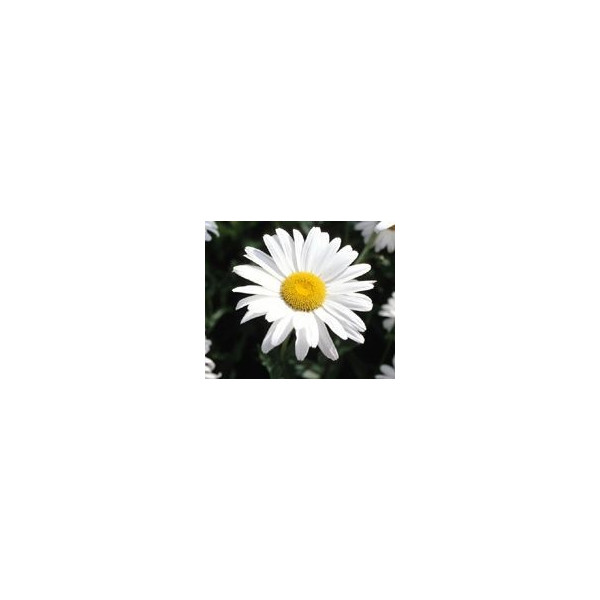 FINDHORN DAISY (MARGARITA) 15 ML