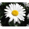 FINDHORN DAISY (MARGARITA) 15 ML