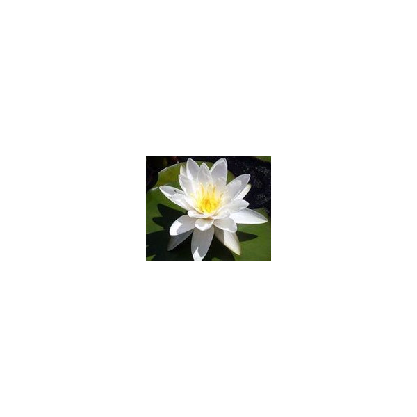 FINDHORN ROSE WATER LILY (NENUFAR ROSA) 15 ML