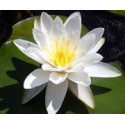 FINDHORN ROSE WATER LILY (NENUFAR ROSA) 15 ML
