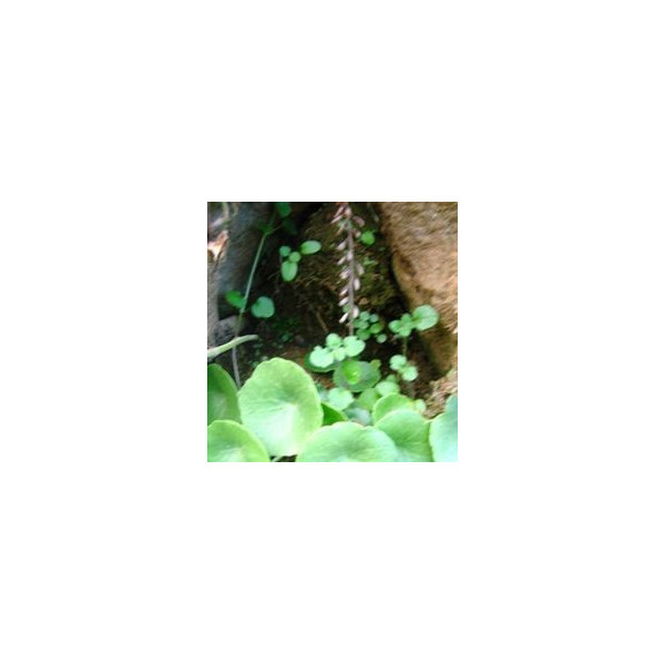 FINDHORN IONA PENNYWORT (OMBLIGUERA DE IONA) 15 ML