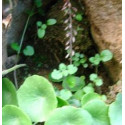 FINDHORN IONA PENNYWORT (OMBLIGUERA DE IONA) 15 ML