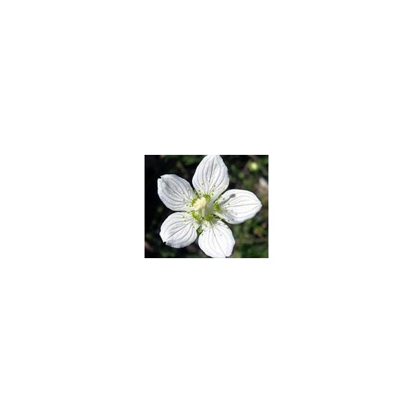 FINDHORN GRASS OF PARNASSUS (PARNASIA) 15 ML