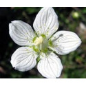 FINDHORN GRASS OF PARNASSUS (PARNASIA) 15 ML
