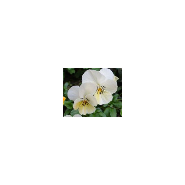 FINDHORN WILD PANSY (PENSAMIENTO) 15 ML