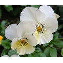 FINDHORN WILD PANSY (PENSAMIENTO) 15 ML
