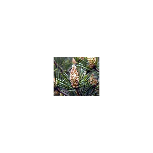 FINDHORN SCOTS PINE (PINO ESCOCES) 15 ML