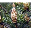FINDHORN SCOTS PINE (PINO ESCOCES) 15 ML