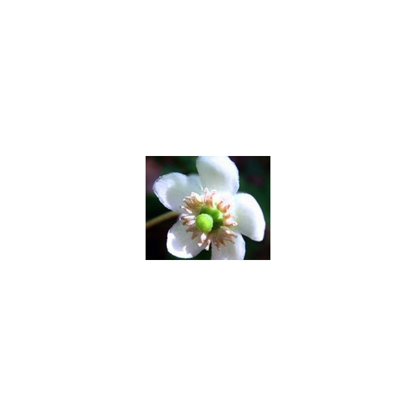 FINDHORN WINTERGREEN (PIROLA UNIFLORA) 15 ML