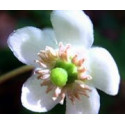 FINDHORN WINTERGREEN (PIROLA UNIFLORA) 15 ML