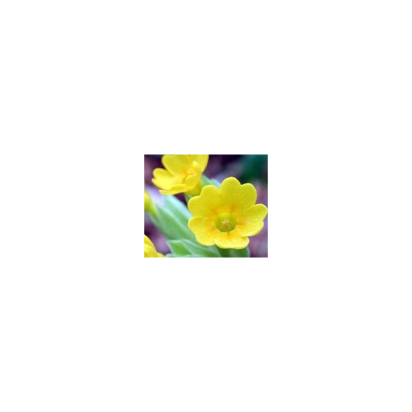 FINDHORN SCOTISH PRIMROSE (PRIMULA) 15 ML