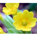 FINDHORN SCOTISH PRIMROSE (PRIMULA) 15 ML