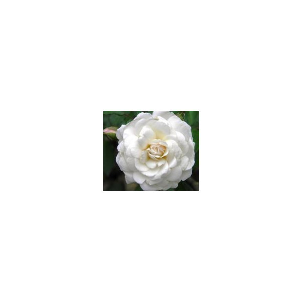 FINDHORN ROSE ALBA (ROSA ALBA) 15 ML