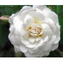 FINDHORN ROSE ALBA (ROSA ALBA) 15 ML