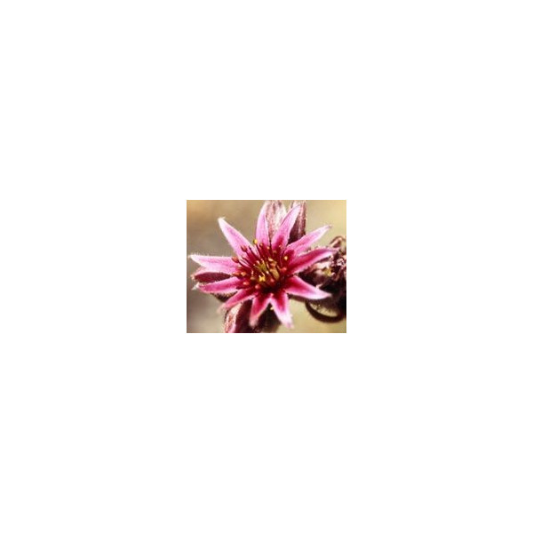 FINDHORN STONECROP (SEDO INGLES) 15 ML