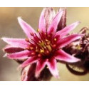 FINDHORN STONECROP (SEDO INGLES) 15 ML